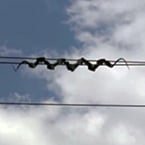 Robotic snakes crawl along power lines to identify failures before they occur