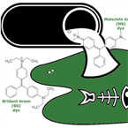 Waste rice husks transformed into reusable filters that trap toxic dyes